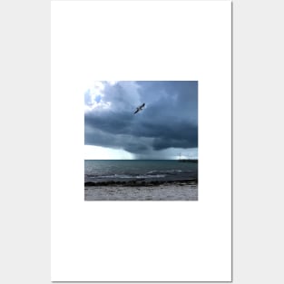 Storm and Gull, Key West Posters and Art